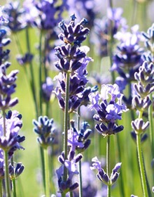Lavender Munstead – Lavandula angustifolia
