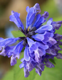 Catmint – Nepeta racemosa
