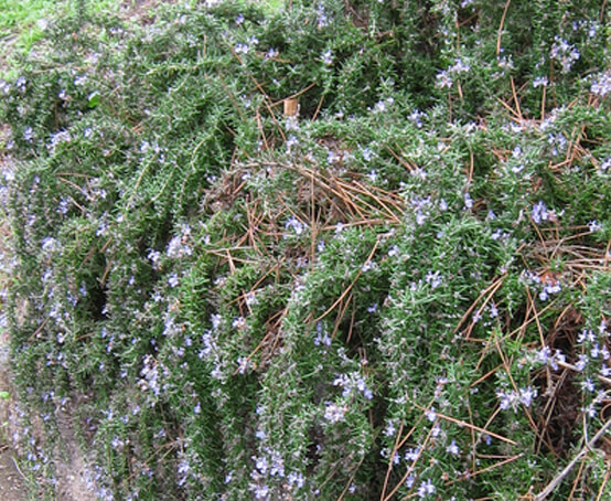 Rosemary Trailing – Salvia rosmarinus officinalis Prostratus