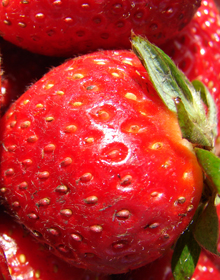 Strawberry Plant Collection – For a Selection of Hetty’s Strawberry Varieties