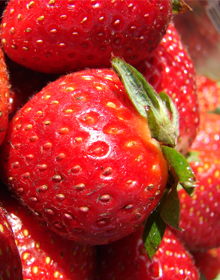 Strawberry All Season Collection – For Strawberries Throughout the Season