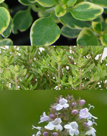 Thyme Herb Collection