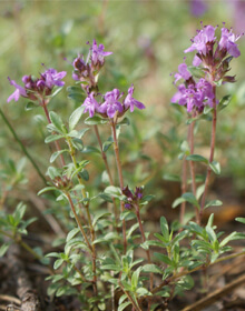 Thyme Creeping Red – Thymus Serpyllum