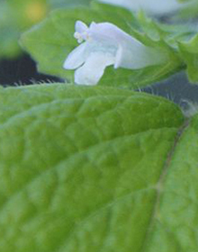 Balm Lemon – Melissa officinalis