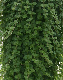 Mint Indian – Satureja douglasii