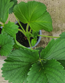 Strawberry Sweetheart – Fragaria Ananassa – Early Season Fruit