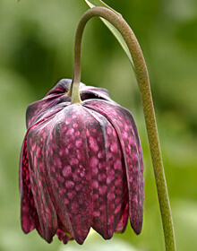 Fritillaria Snakeshead – Fritillaria meleagris – IN THE GREEN