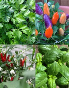Chilli & Friends Herb Plant Collection