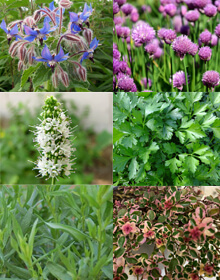 Grower’s Choice Spring – F