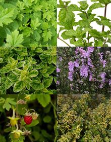 Grower’s Choice Spring – G